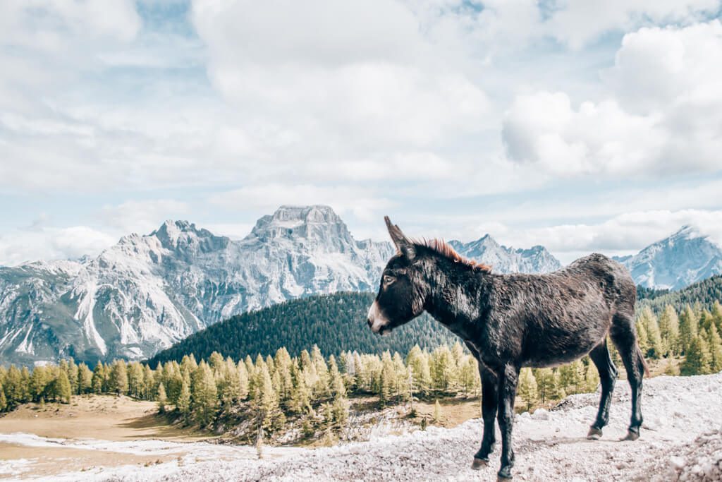 Croda da Lago Wanderin in den Dolomiten