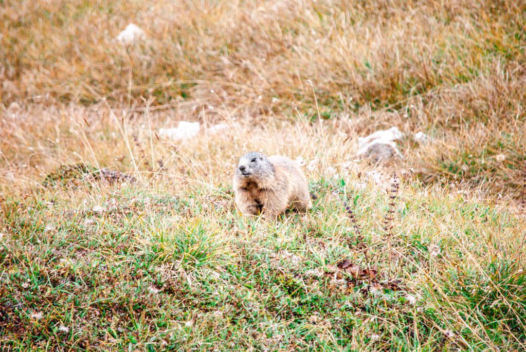 Murmeltiere entlang des Wanderwegs