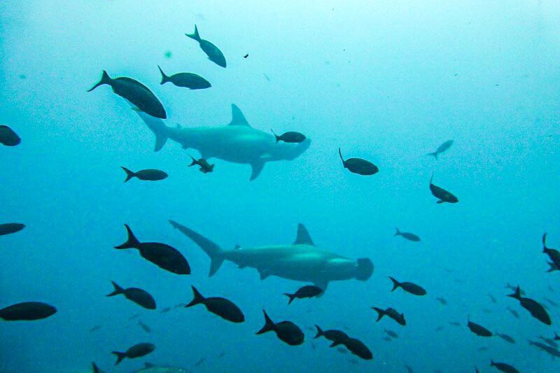 Hammerhaie Galapagos