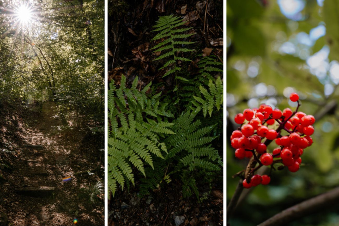 Details in der Holzbachschlucht