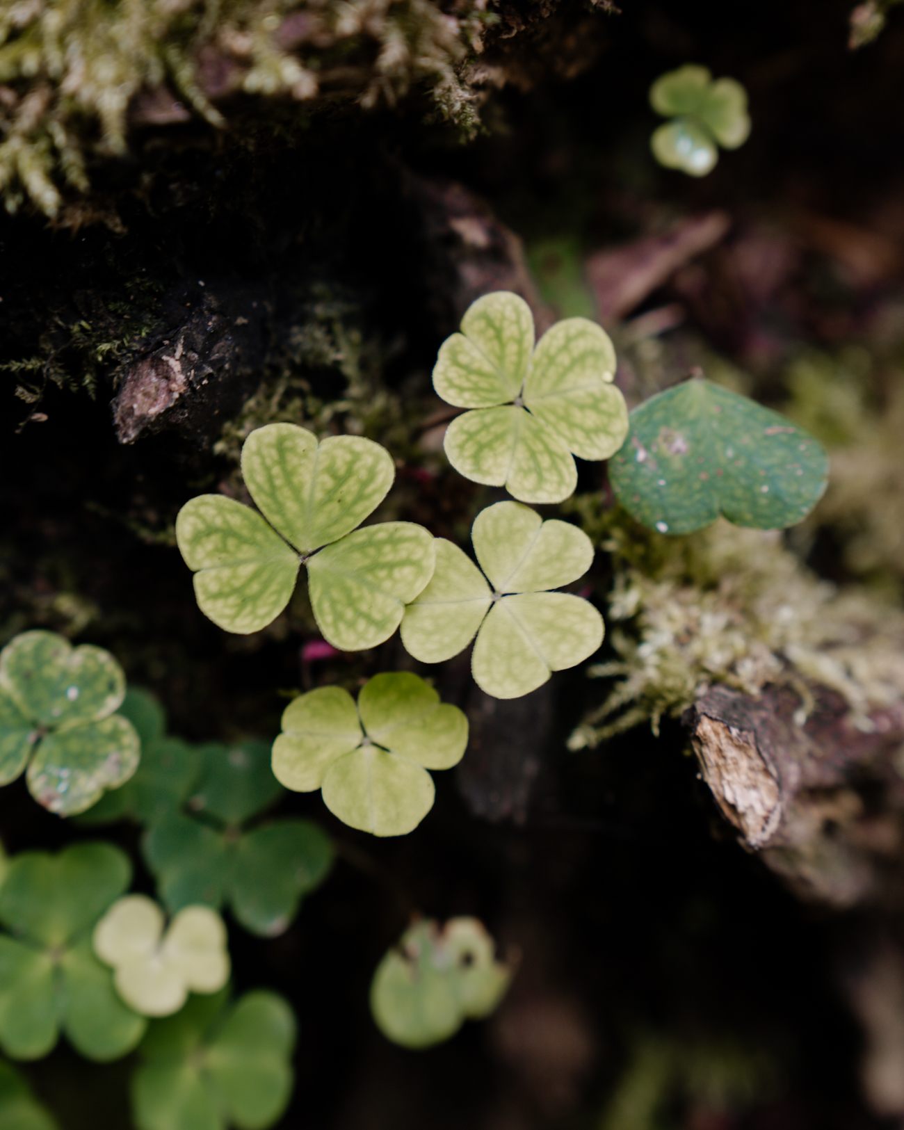 Details am Wegesrand
