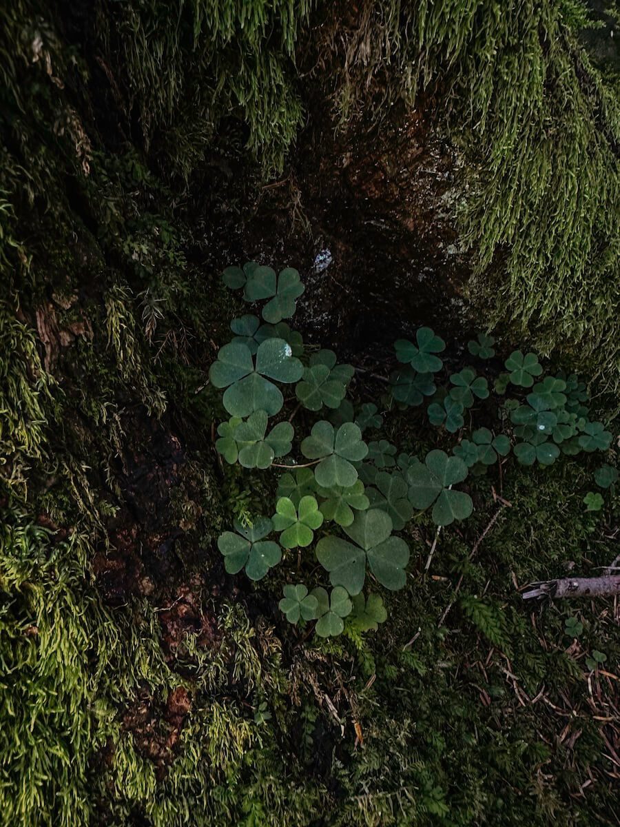 2024-Chiemsee-BadFeilnbach-47 Details am Wegesrand