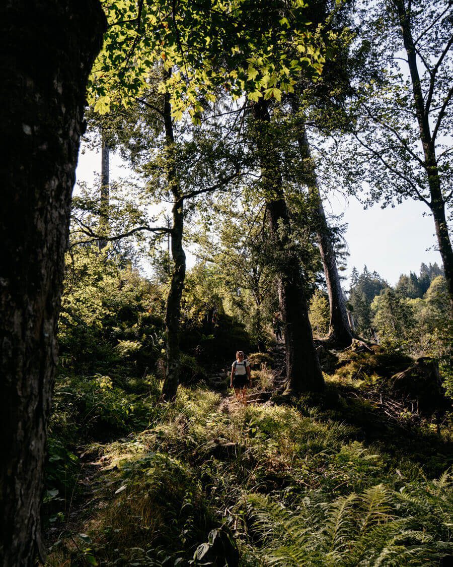 2024-08-Schwarzwald-Genießerpfad (1) Wundervoller Wanderweg im Hochschwarzwald