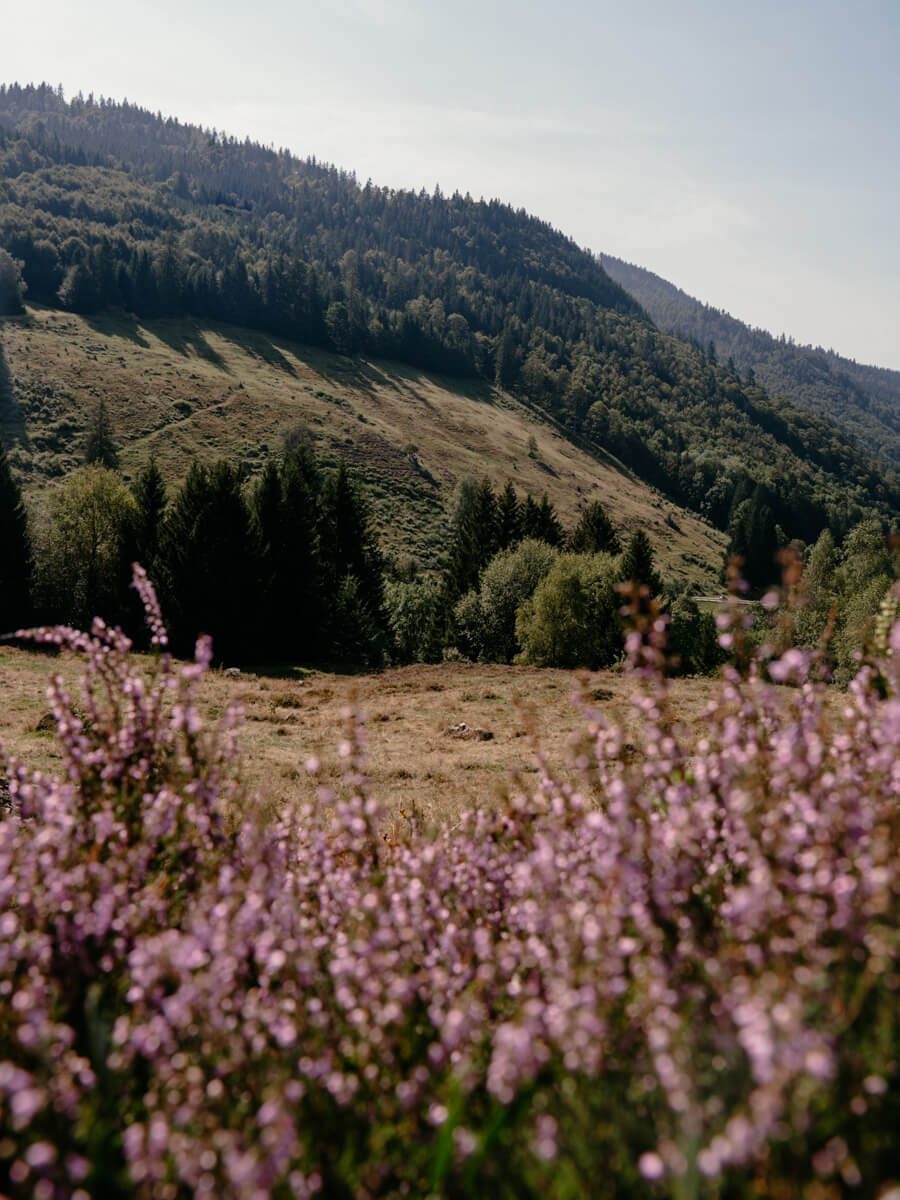 2024-08-Schwarzwald-Wasserfallsteig-1 Heideblüte im Schwarzwald