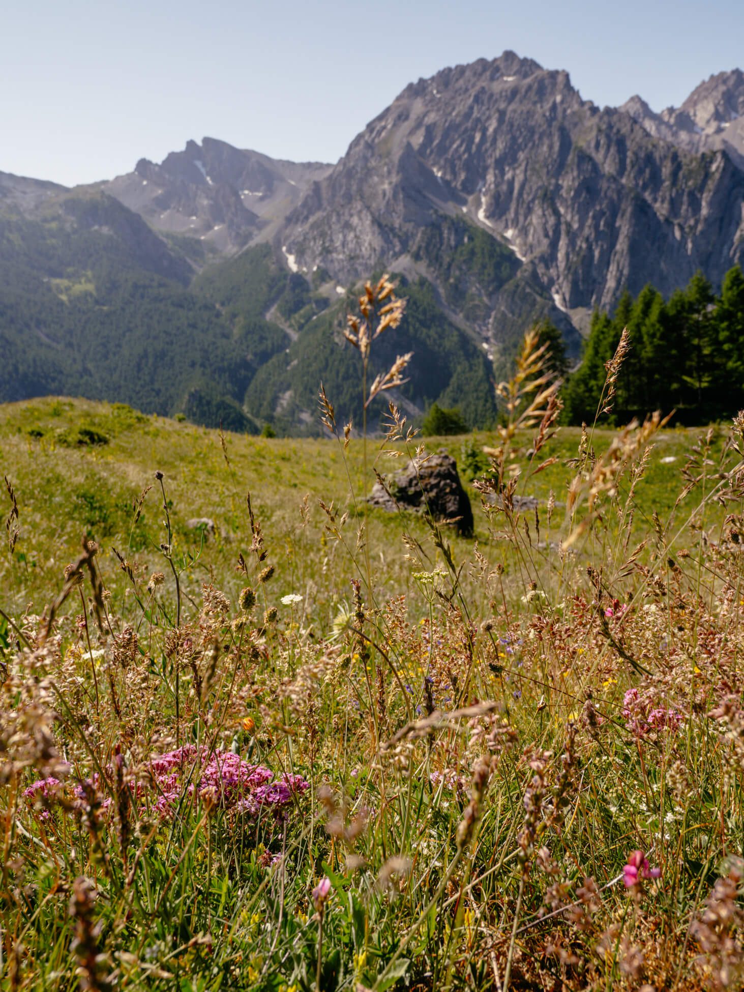 2025-06-19-Maira-Etappe3-27 Durch bunte Blumenwiesen hinauf zum Ciarbonet-Pass