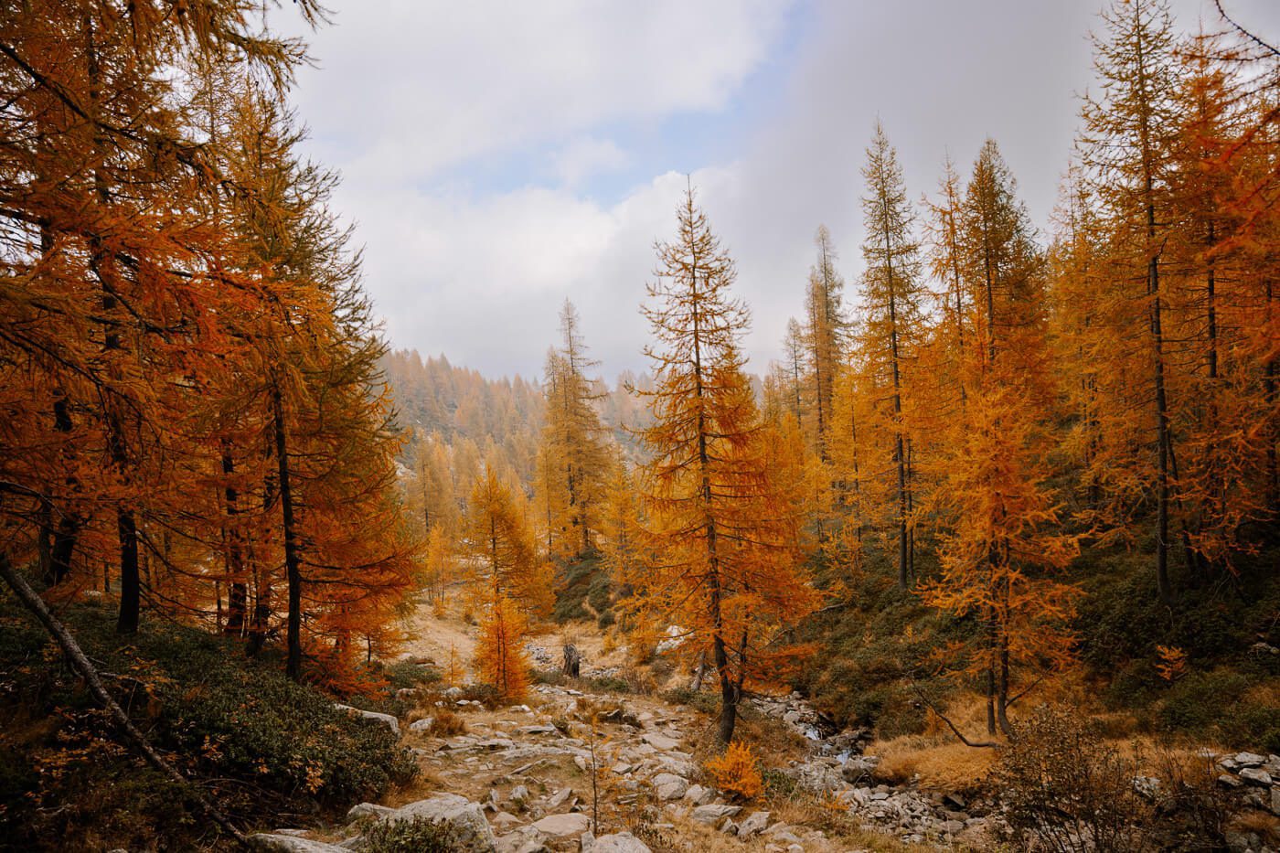 Herbstlärchen in der Schweiz