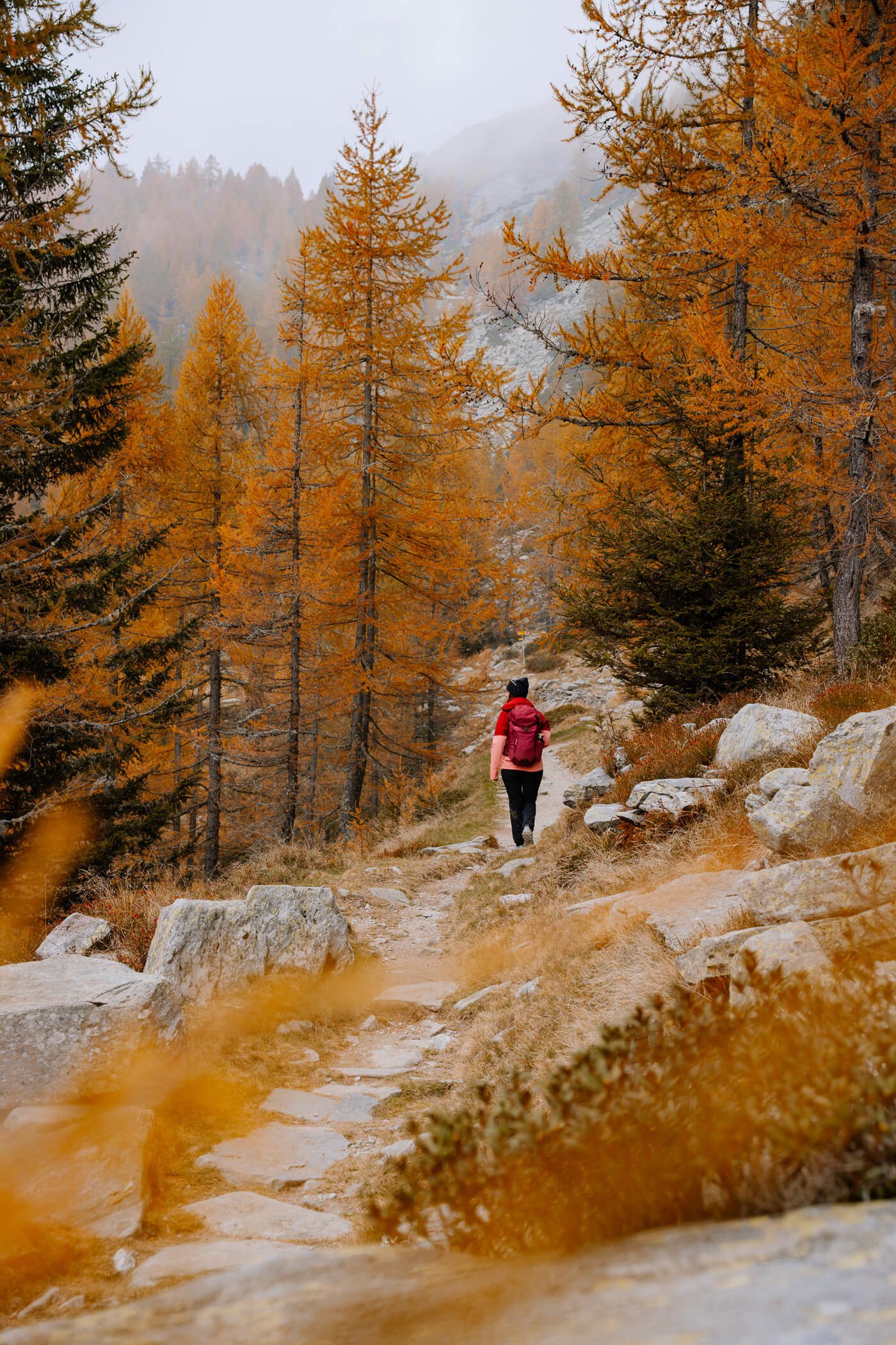 Wanderer zwischen herbstlichen Lärchen