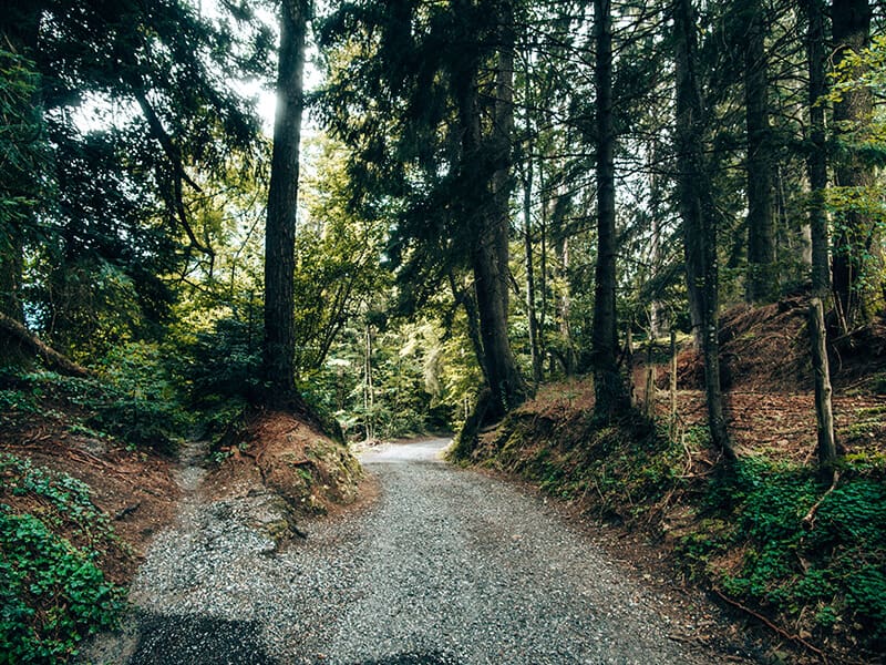Wanderung durch Wald
