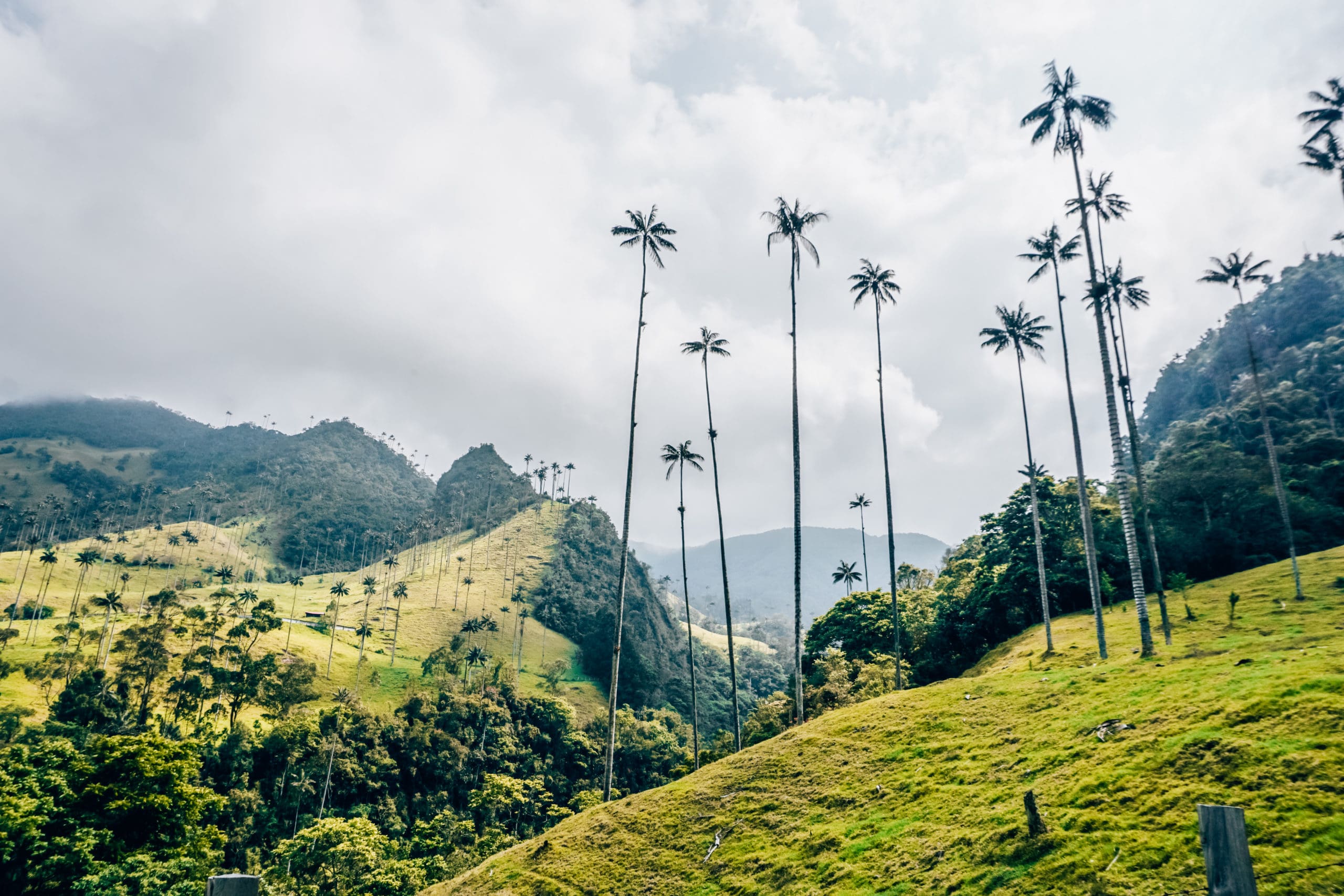 Die höchsten Palmen der Welt