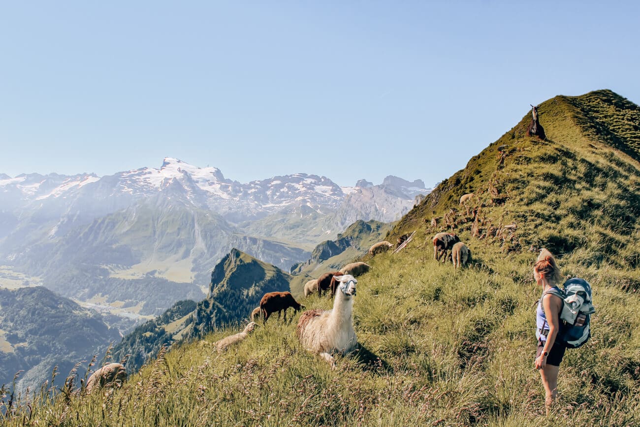 Lamas in den Bergen