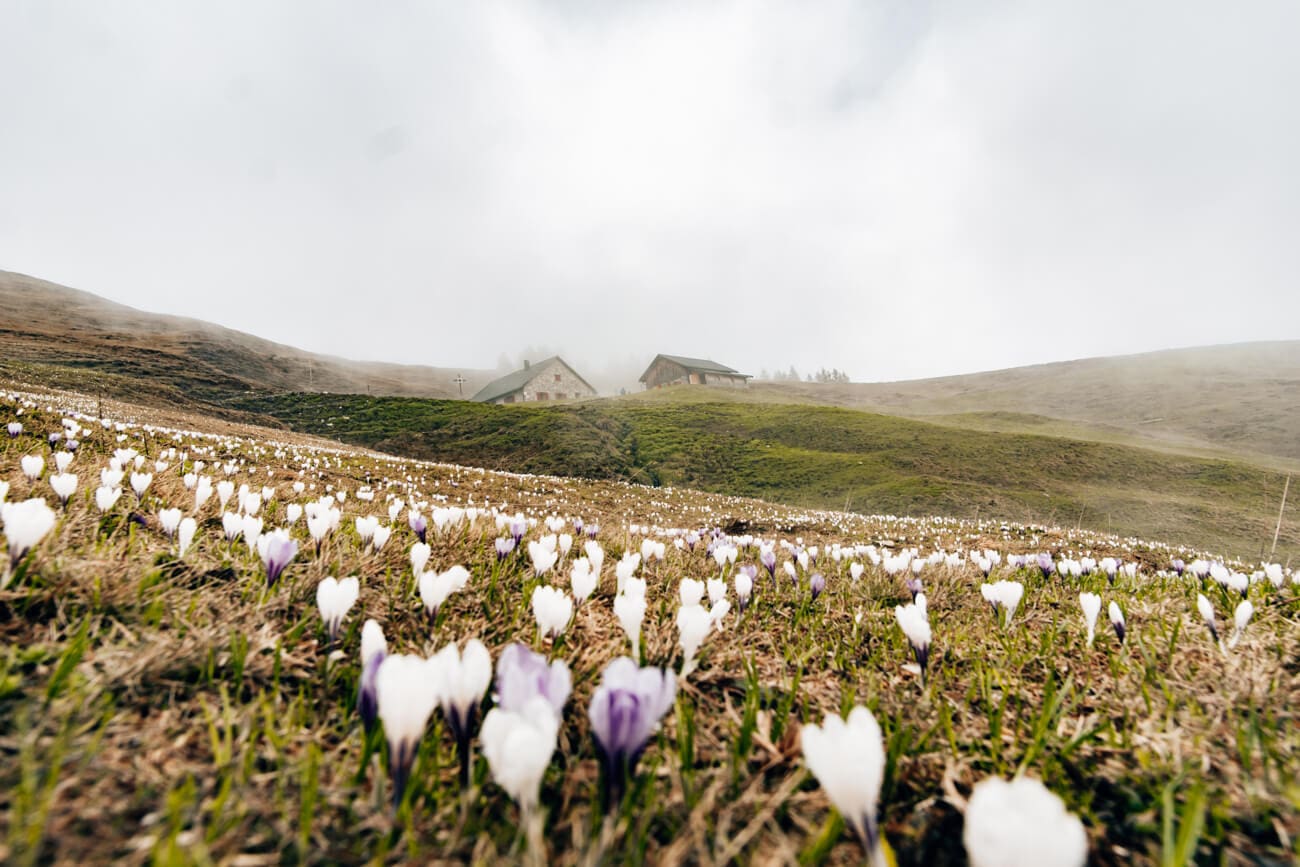 Ein Meer von Krokussen unterhalb der Kugelalpe