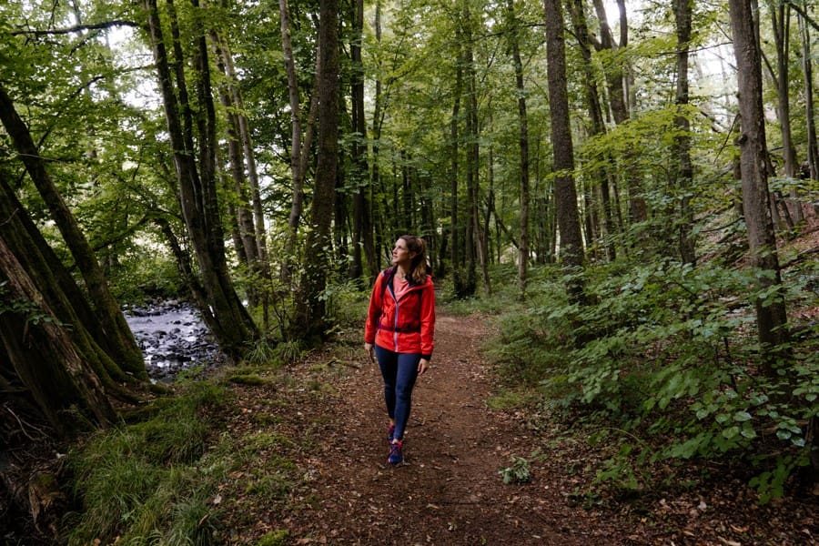 Waldwandern WesterwaldSteig