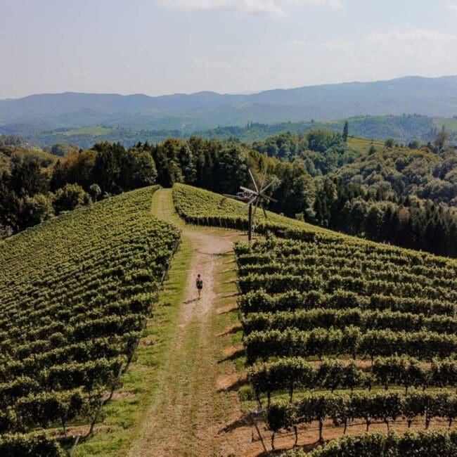 Wandern zwischen Weinreben
