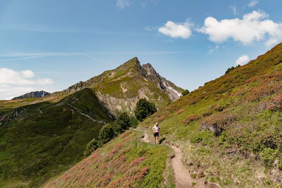 Durch die Almrosen im Zillertal