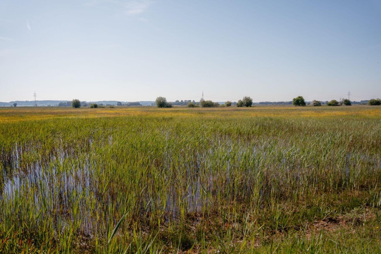 Blick vom Beobachtungsturm im oberen Donauried