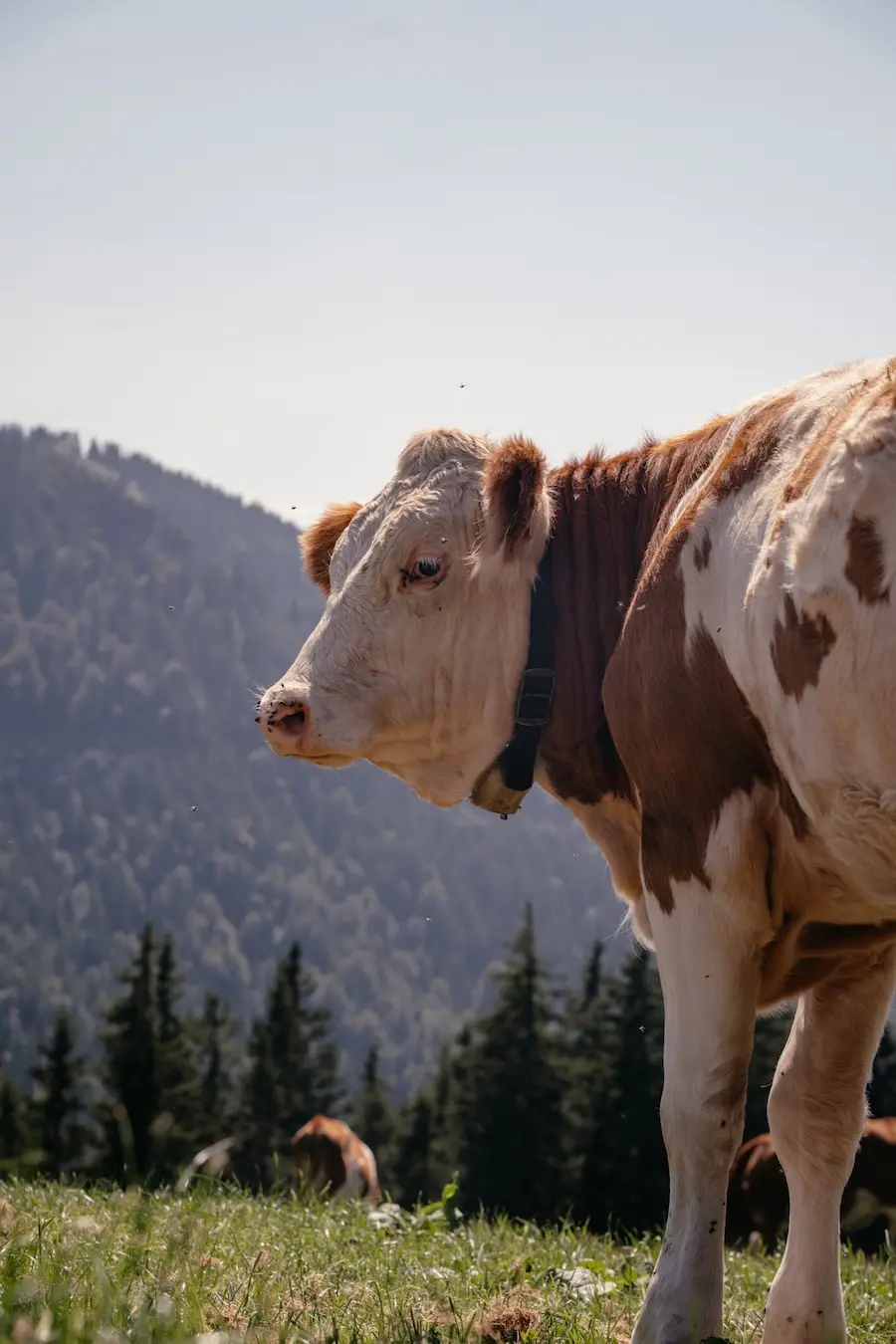2025-08-12-Tegernsee-Schliersee44 Kuh