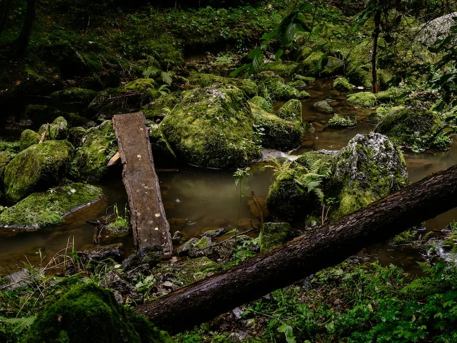 2025-09-10-Stillensteinklamm69 Grün in der Stillensteinklamm