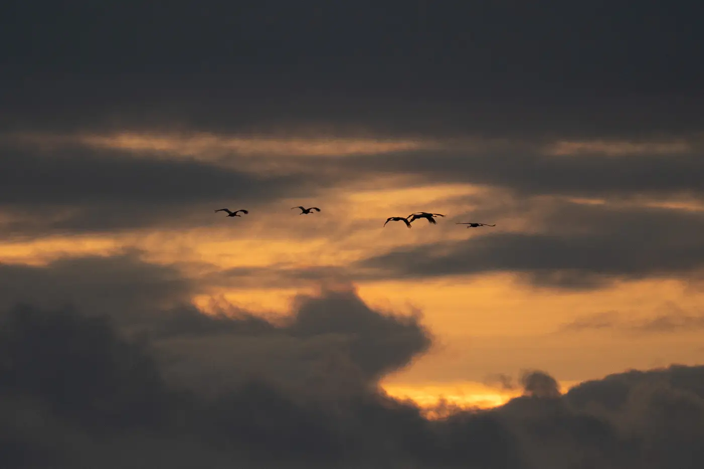 2025-10-30-Zingst-Boddenlandschaft10 Kraniche über Zingst