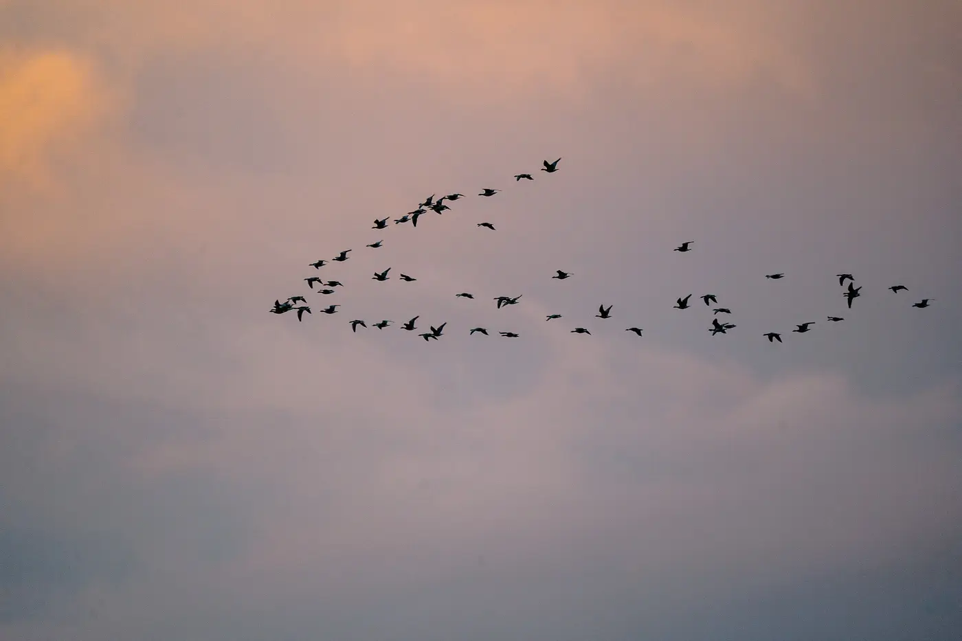 2025-10-30-Zingst-Boddenlandschaft8 Vögel über der Boddenlandschaft