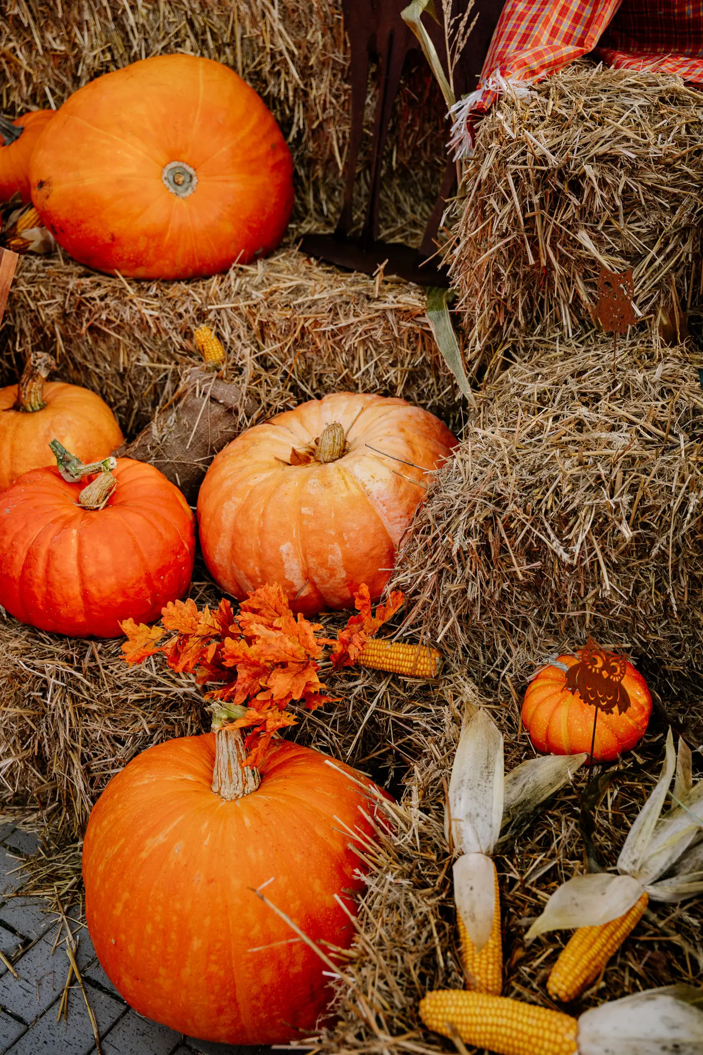 2025-10-30-Zingst-De-Harvst1 Kürbisdekoration in Zingst