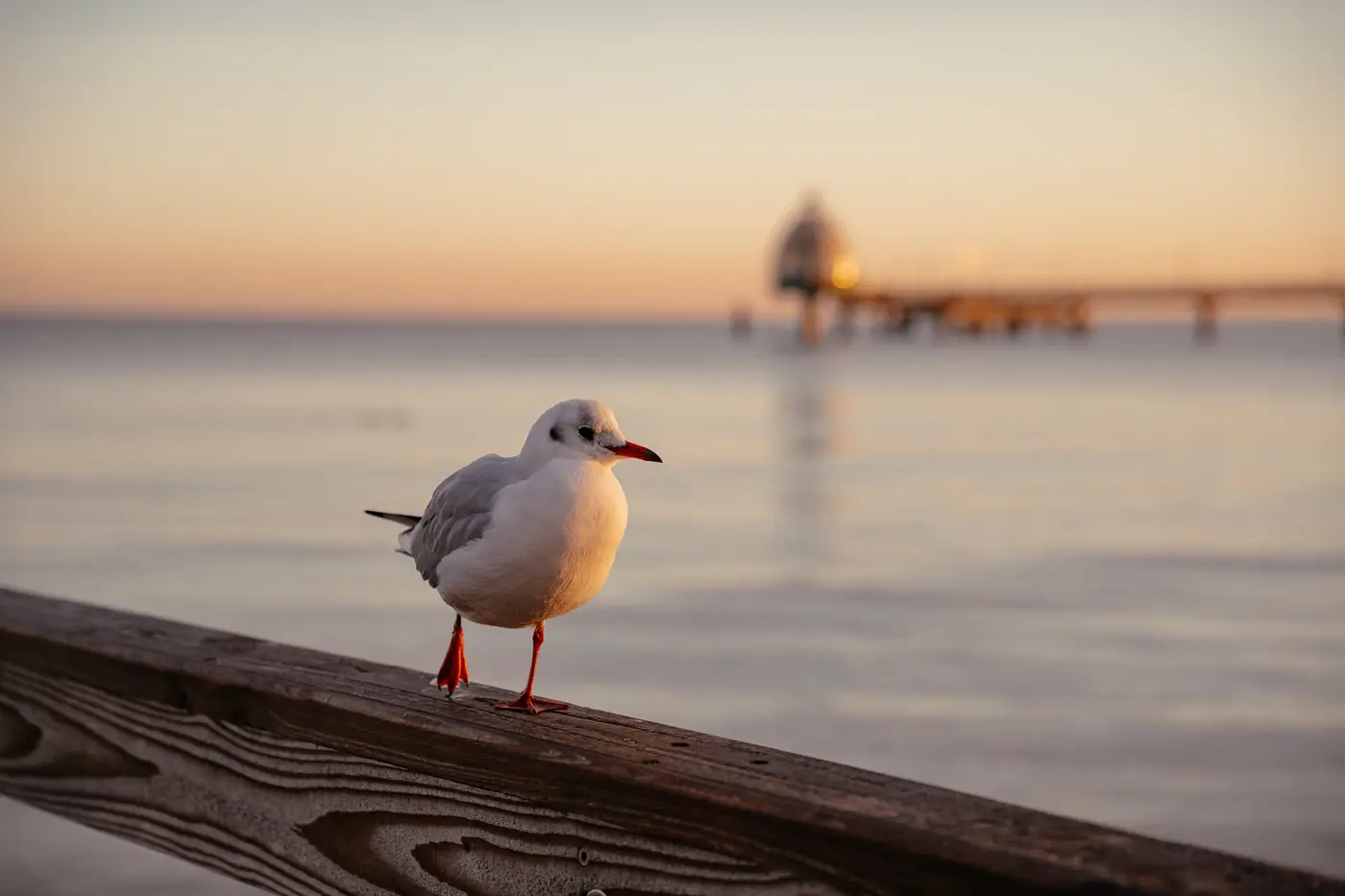 2025-10-30-Zingst-Herbst35 Möve im Sonnenaufgang Zingster Seebrücke