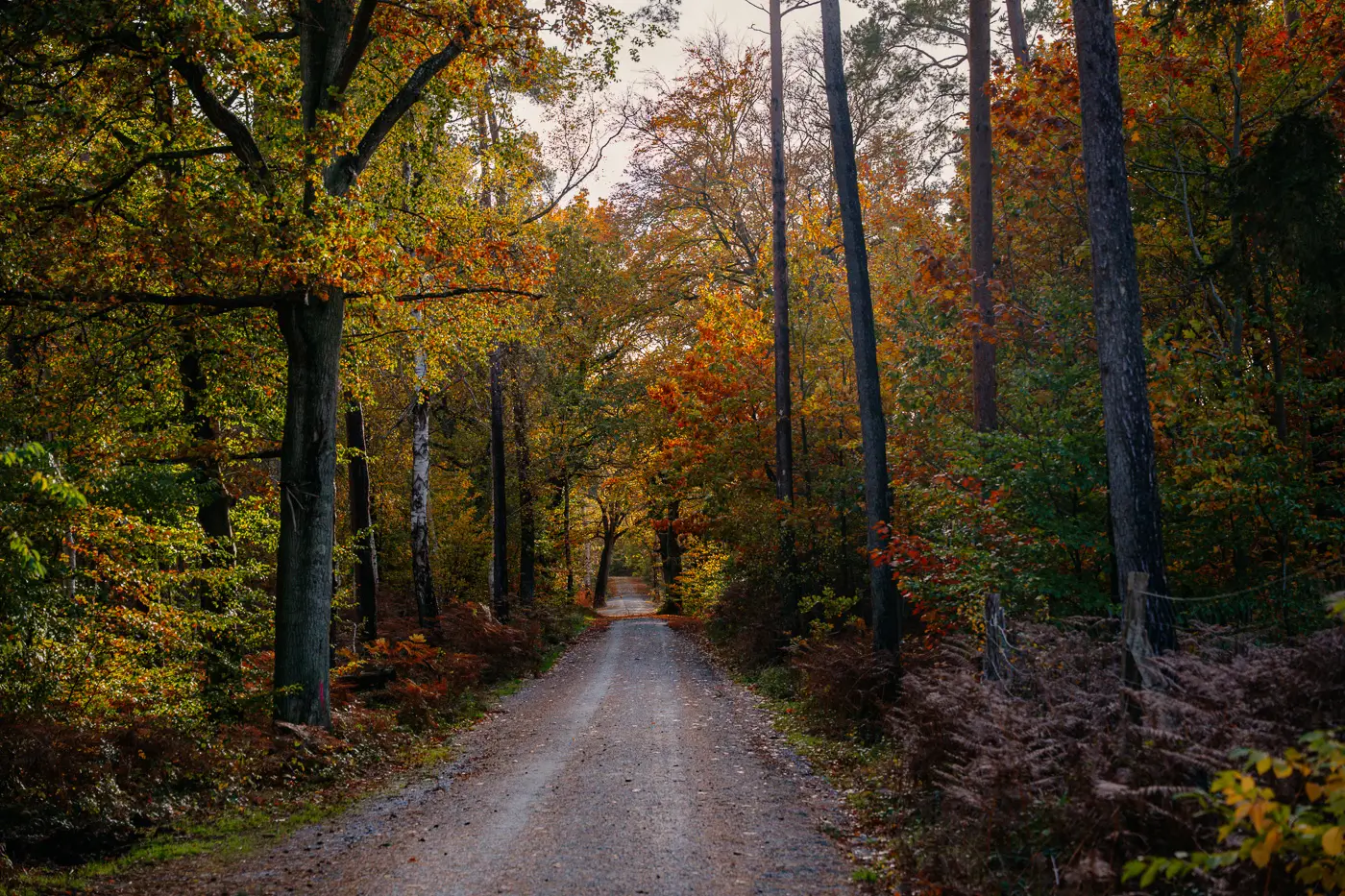 Darßer-Wald Darßer Wald